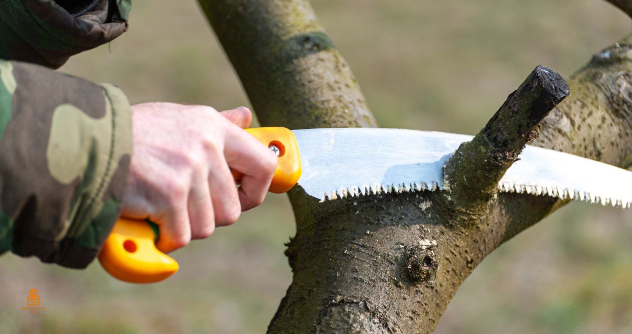 Bomen snoeien in Tilburg-Noord.
